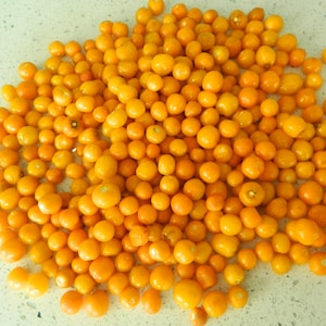 Aji Charapita Seeds - 10 Fresh AJI Charapita Yellow Pepper Seeds