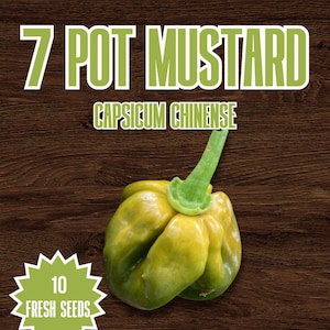 May include: A packet of 7 Pot Mustard chilli seeds featuring a yellow-green pepper with a green stem. The text reads Red Dragon Welsh Chilli Seeds, 7 Pot Mustard, Capsicum Chinense, 10 Fresh Seeds, and Super Hot 1,000,000+ SHU on a wood grain background.