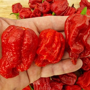 May include: A collection of bright red, wrinkled Carolina Reaper chili peppers. The peppers have a distinctively bumpy, textured skin and a pointed, tail-like tip. Several of these vibrant, glossy chili peppers are clustered together, showcasing their irregular, bulbous shapes and intense red color.
