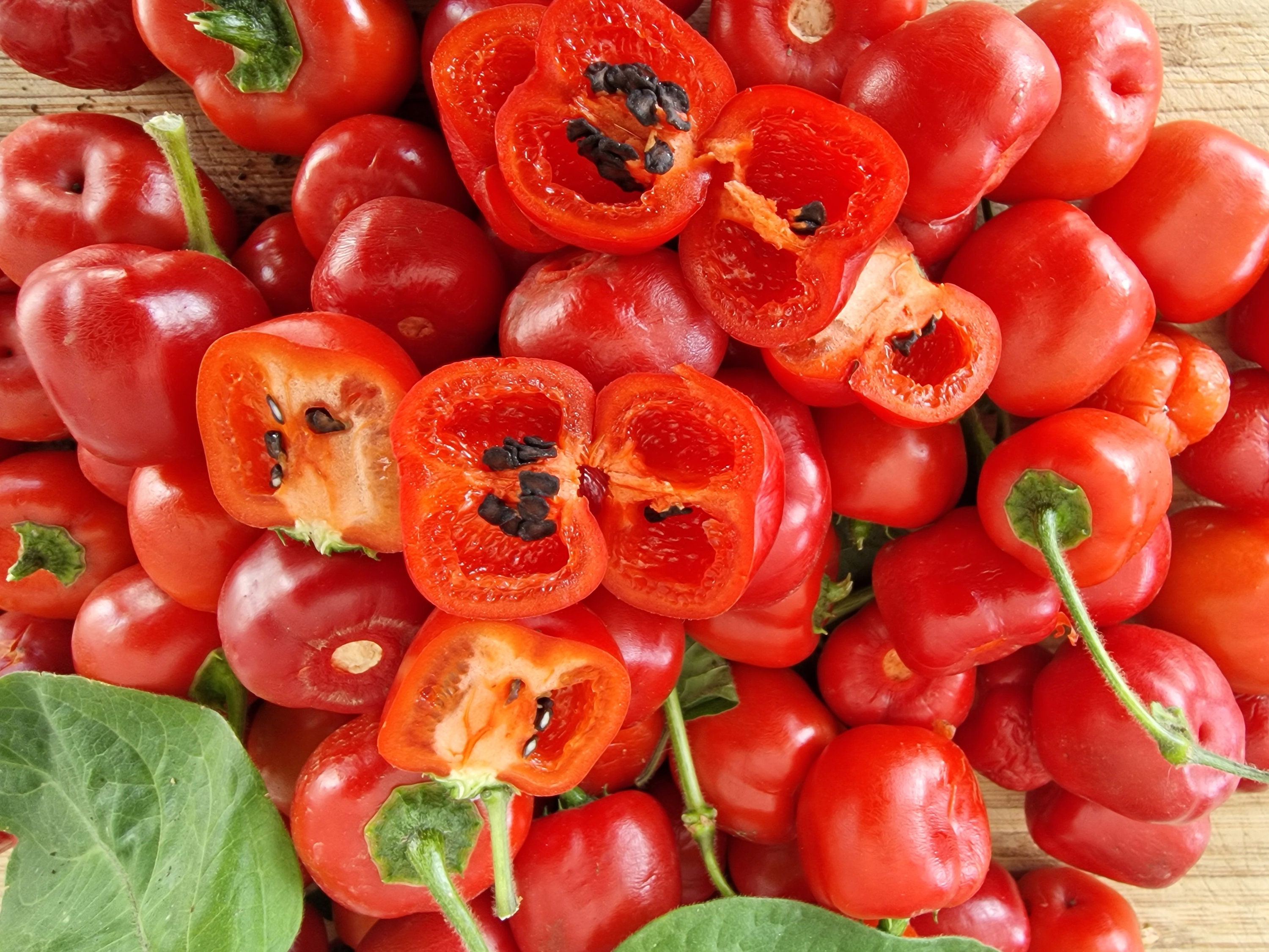 Mini Rocoto Red Pepper Rocoto Chilli Seeds - 10 Fresh Rocoto Red Pepper Seeds - Manzano Red ...
