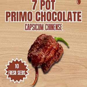 May include: A packet of 10 fresh 7 Pot Primo Chocolate chilli seeds. The label features the text Red Dragon Welsh Chilli Seeds, Capsicum Chinense, and Super Hot 1,500,000+ SHU. A single dark brown, wrinkled chilli pepper with a green stem is shown.