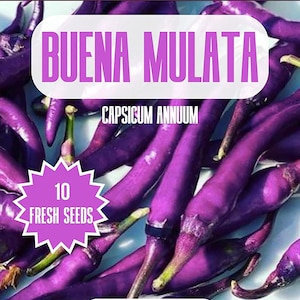 Buena Mulata Chili Samen - 10 Frische Buena Mulata Chili Samen