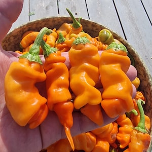 Peter Pepper Orange Chilli Seeds - 10 Fresh Peter Pepper Orange Pepper Seeds
