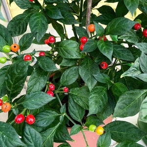 Aji Charapita Red Chilli Seeds - 10 Fresh Aji Charapita Red Pepper Seeds