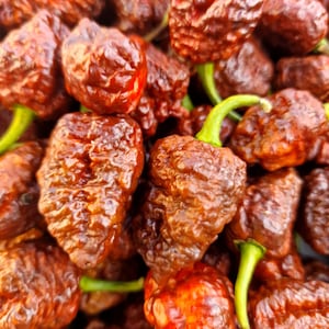 Op de afbeelding: Een verzameling donkerbruine, gerimpelde chilipepers met een hobbelige, getextureerde huid en kleine groene steeltjes. De pepers liggen dicht op elkaar en vertonen een diepe, rijke mahoniekleur met subtiele rode tinten over het oppervlak.