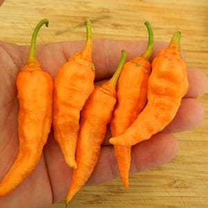 Op de afbeelding: Vijf oranje chilipepers met groene stelen worden in een hand gehouden. De pepers hebben een licht gerimpelde textuur en een gebogen vorm, met een levendige oranje kleur. De achtergrond is een houten oppervlak.