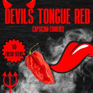 Devils Tongue Rare Red Chilli Seeds - 10 Fresh Devils Tongue Red Pepper Seeds