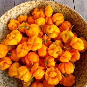 Semi di peperoncino Aji Margariteno - 10 semi di peperoncino Aji Margariteno freschi