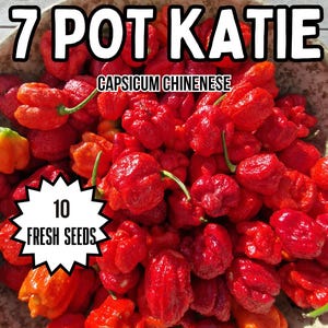 May include: A bowl filled with bright red 7 Pot Katie chilli peppers, labeled Capsicum Chinense. The image includes text stating 10 fresh seeds, Red Dragon Welsh Chilli Seeds, and a heat rating of 1.2 to 1.6 million SHU for these super hot peppers.
