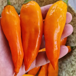 Aji Amarillo Chilli Seeds - 10 Fresh Aji Amarillo Pepper Seeds