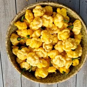 Khang Starr Lemon Starrburst Chilli Seeds - 10 Fresh Khang Starr Lemon Starrburst Pepper Seeds