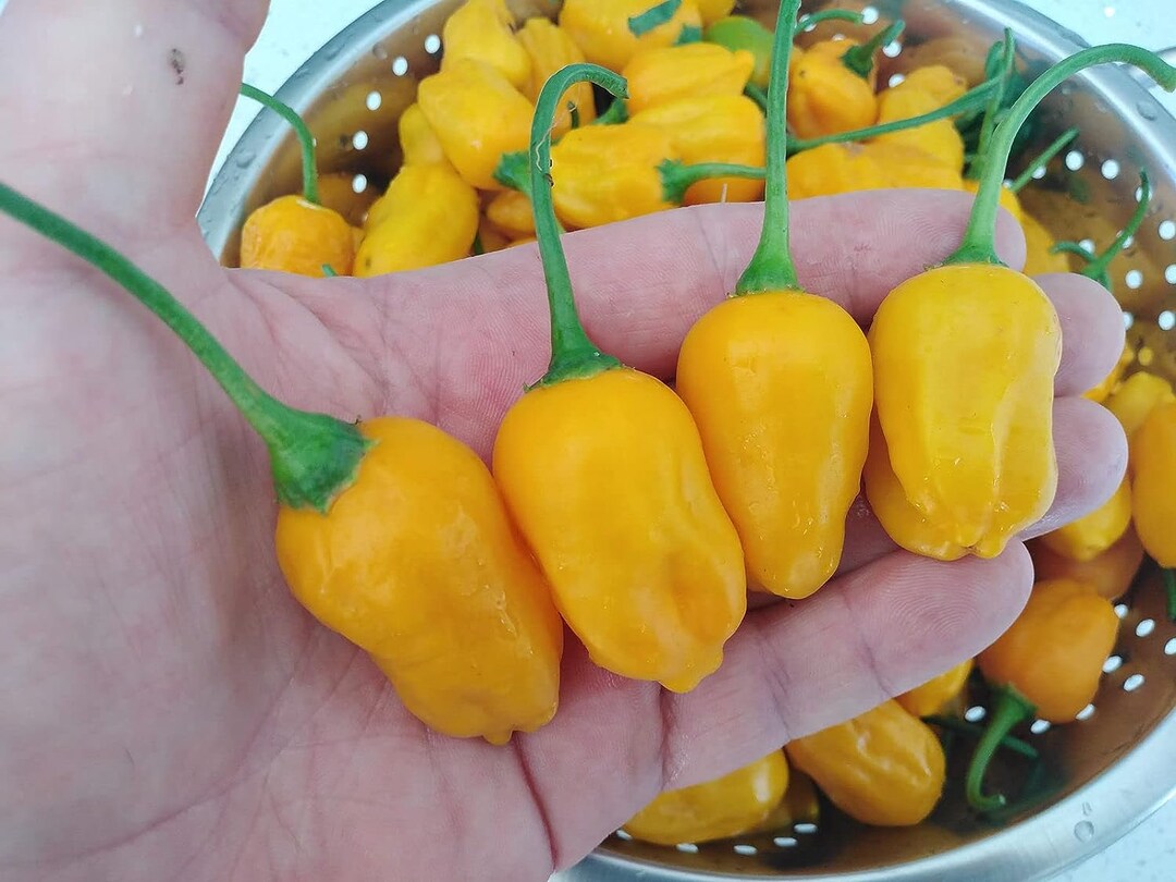 El Oro De Ecuador Chilli Seeds - El Oro 12 Fresh Pepper Seeds - Etsy Canada