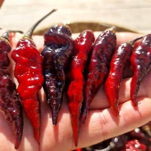 May include: A collection of seven elongated chilli peppers with a glossy, wrinkled texture. The peppers display a gradient of deep purple, dark maroon, and vibrant red hues, each featuring a thin, dark green stem at the top and a tapered point.