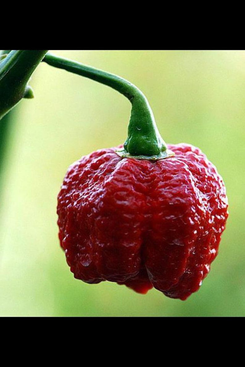 7 Pot Infinity Chilli Seeds - 10 Fresh Pepper Seeds - Etsy Canada