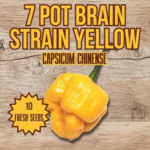 7 Pot Chili Strain Gelbe Chili Samen - 10 Frische 7 Pot Gelbe Chili Samen