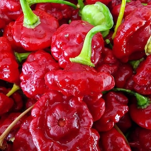Aji Dulce Chilli Seeds - 10 Fresh Aji Dulce Pepper Seeds