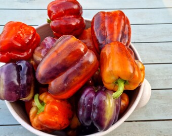 Tequila Sweet Pepper Seeds - 10 Fresh Tequila Sweet Pepper Seeds