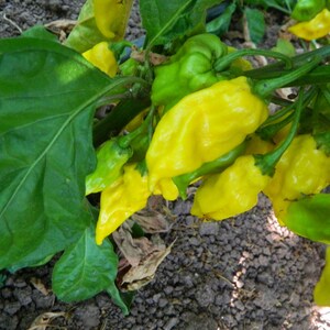 May include: A cluster of bright yellow and light green peppers growing on a plant with large, broad green leaves. The peppers have a wrinkled, irregular texture and are attached to thin green stems, showing various stages of ripening on the vine.