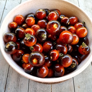 Indigo Rose Tomato Seeds - 15 Fresh Indigo Rose Tomato Seeds