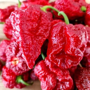 Könnte beinhalten: Nahaufnahme eines Haufens leuchtend roter Carolina Reaper Chilis. Die Chilis haben eine runzelige Textur und grüne Stiele. Das Bild ist gut beleuchtet und hebt die leuchtende Farbe und die einzigartige Form der Chilis hervor.