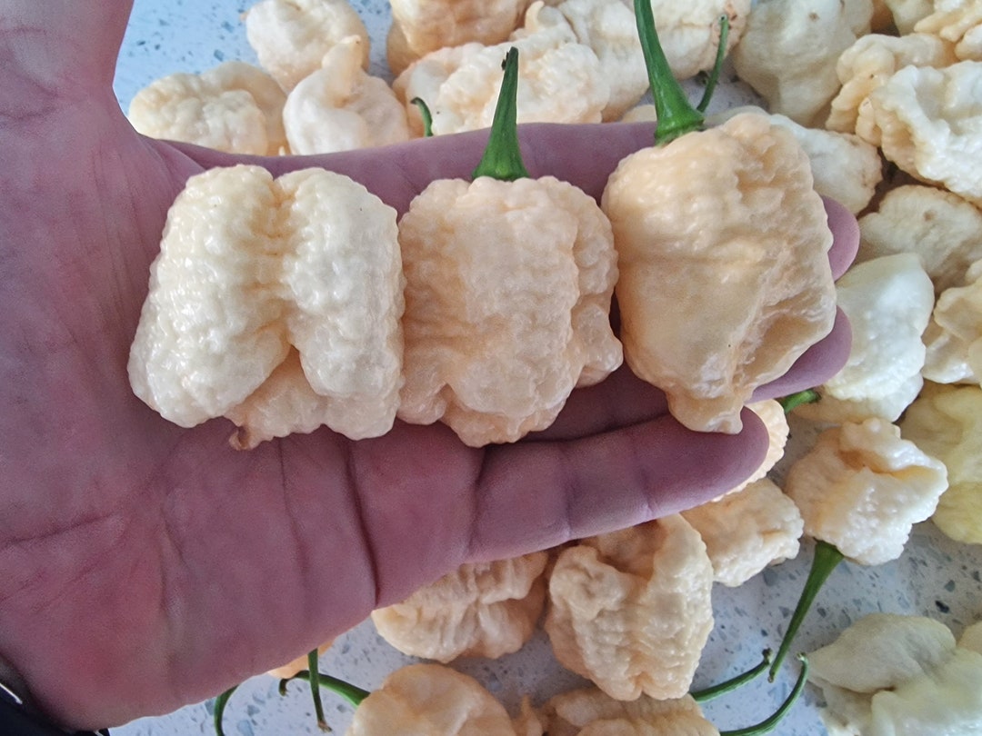Whynot Pepper Whynot White Chilli Seeds - 10 Fresh Whynot White Pepper Seeds - Etsy UK
