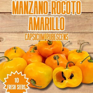 Semi freschi di peperoncino Manzano Rocoto Amarillo - 10 semi di pepe andino