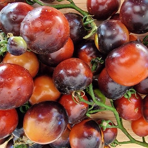 Fahrenheit Blue Tomato Seeds - 15 Fresh Fahrenheit Blue Tomato Seeds