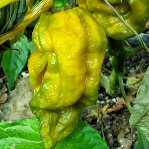 May include: A bright yellow chili pepper with a heavily wrinkled, textured skin and a tapered, irregular shape. The pepper is attached to a green stem and is surrounded by green leaves, showing a vibrant color gradient from yellow to green.