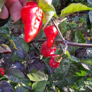 Semi di peperoncino rosso Pheno BBG7 MAMP XXL - 10 semi di peperoncino rosso Pheno fresco BBG7 Mamp XXL