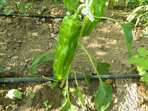 10 Semi Di Peperoncino NuMex Big Jim | Pianta Annuale | Guida Alla Coltivazione + Omaggio