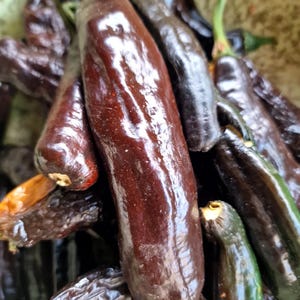 Pasilla Bajio - Chilaca-peperzaden - 10 verse zaden Pasilla Bajio - Chilaca-peperzaden