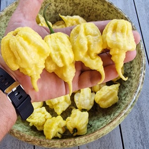 Carolina Reaper White Chilli Seeds - 10 Fresh Carolina Reaper White Pepper Seeds