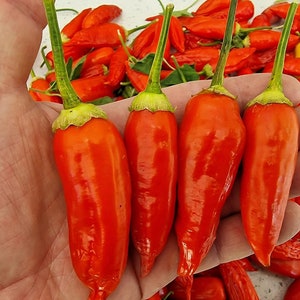 Aji Crystal Chilli Seeds - 10 Fresh Aji Crystal Pepper Seeds