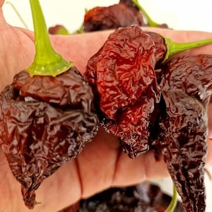 Aji Panca Chilli Seeds - 10 Fresh Aji Panca Peru Pepper Seeds