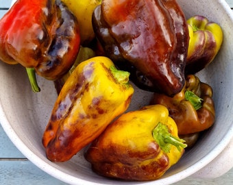 Blot Sweet Pepper Seeds - 10 Fresh Blot Sweet Pepper Seeds