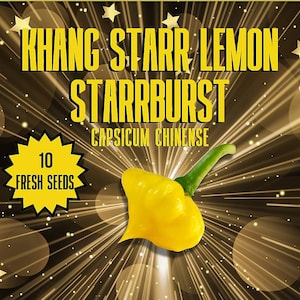 Khang Starr Lemon Starrburst Chilli Seeds - 10 Fresh Khang Starr Lemon Starrburst Pepper Seeds