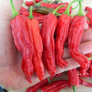 Shishito Chilli Seeds - 10 Fresh Shishito Pepper Seeds