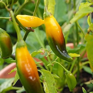 Aji Lemon Drop Chilli Seeds - 10 Fresh Aji Lemon Pepper Seeds