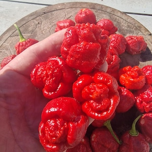 May include: A collection of bright red, wrinkled chili peppers with a bumpy, textured surface. The peppers are round and irregular in shape, featuring small green stems attached to some of the fruits. The peppers are clustered together in a pile.