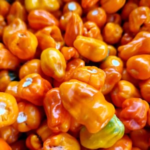 Fischpfeffer Orange Chili Samen - 10 Frische Fischpfeffer Orange Pfeffer Samen