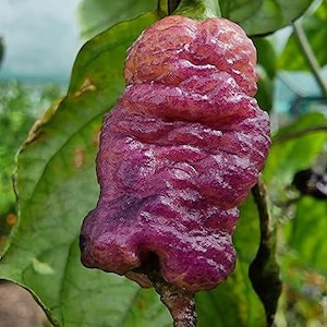 Carolina Reaper Chilli Seeds - Pink Peach Reaper Pepper Seeds - Worlds Hottest Chilli Seeds - Pink Peach