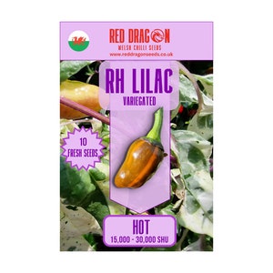 RH Lilac Chilli Seeds - 10 Fresh RH Lilac Pepper Seeds