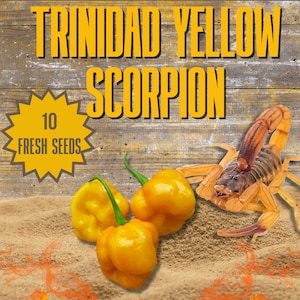 Trinidad Scorpion Yellow Chilli Seeds - 10 Fresh Scorpion Moruga Yellow Pepper Seeds