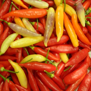 Semi di peperoncino Aji Omni Color - 10 semi di pepe fresco Aji Omni Color