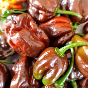 Chocolate Habanero Chilli Seeds - 10 Fresh Brown Habanero Pepper Seeds