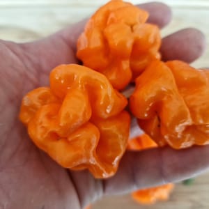 Bahamian Goat Chili Samen - 10 Frische Bahamian Ziege Pfeffer Samen