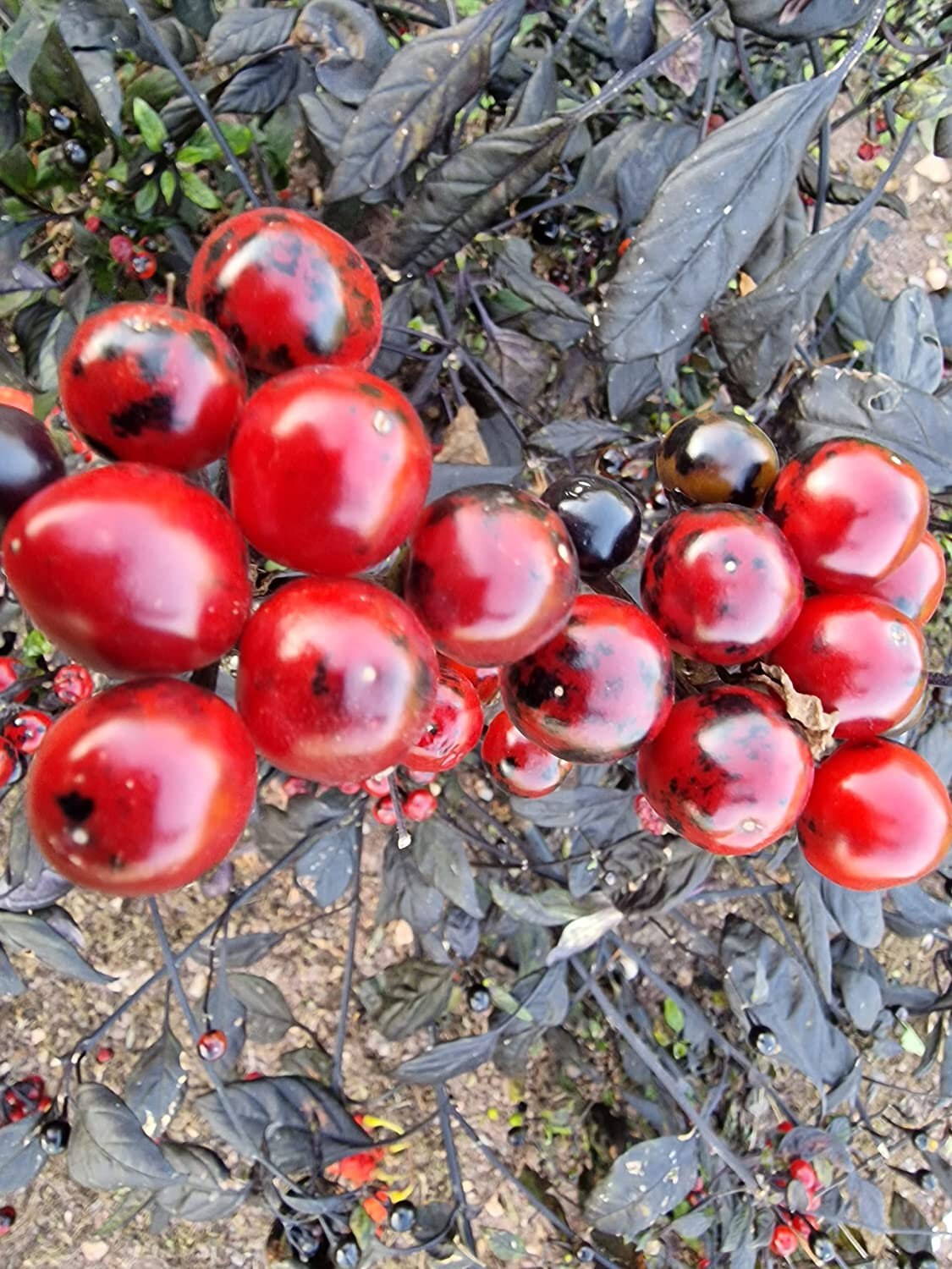 Incontra Il Peperoncino Perla Nera, Una Pianta Preziosa - Foto 12
