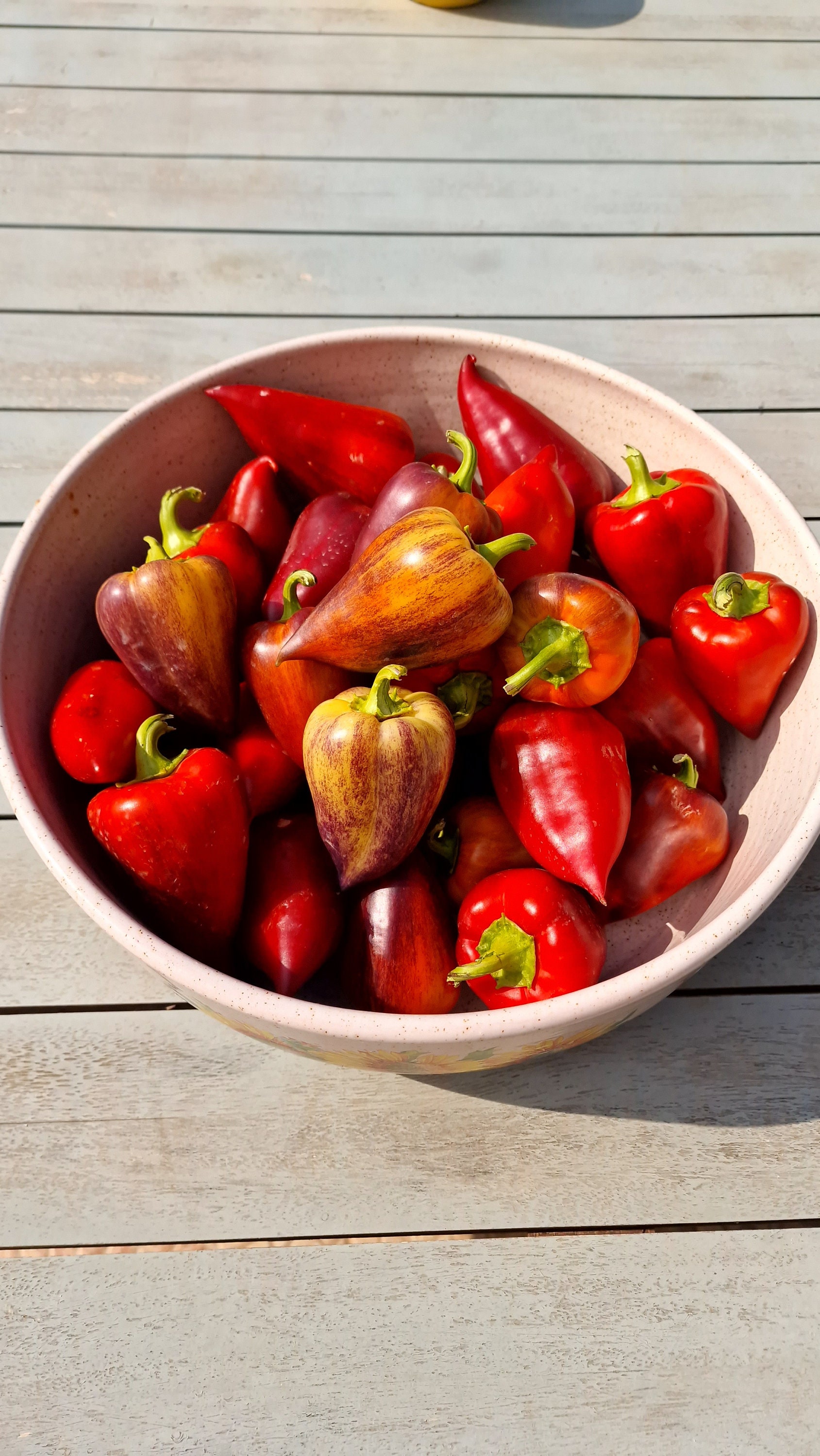 Violet Sparkle Sweet Pepper Seeds - 10 Fresh Violet Sparkle Sweet Pepper Seeds