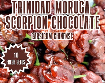 Trinidad Moruga Scorpion Chocolate Chilli Seeds: 10 Fresh Pepper Seeds