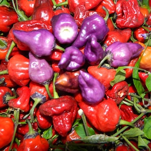 Purple UFO Chilli Seeds - 10 Fresh Purple UFO Pepper Seeds